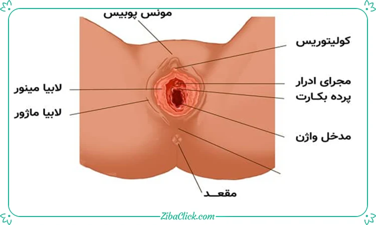 دهلیز واژن (vaginal vestibule)